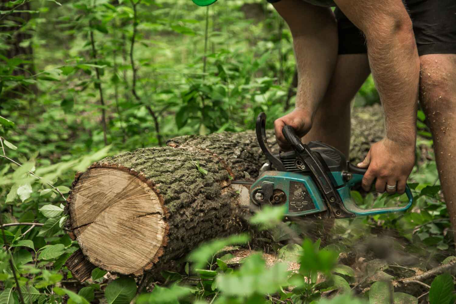 The Steps Involved in Our Tree Care Process in Culver, IN